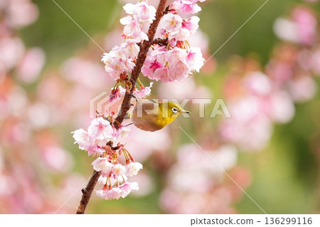 A Japanese white-eye aiming for cherry blossom nectar 136299116