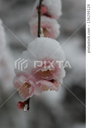 <Hiratsuka City General Park> A collaboration of snow and plum blossoms <Hiratsuka City General Park> A collaboration of snow and plum blossoms 136299126