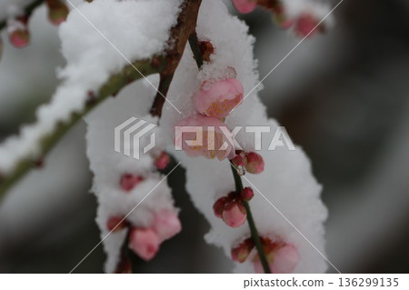 平塚市綜合公園 雪與梅花的交相輝映 136299135