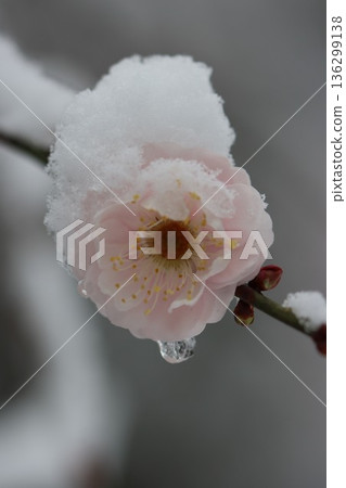 平塚市綜合公園 雪與梅花的交相輝映 平塚市綜合公園 雪與梅花的交相輝映 136299138