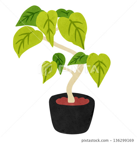 Ficus umbellata potted plant watercolor hand-drawn illustration 136299169