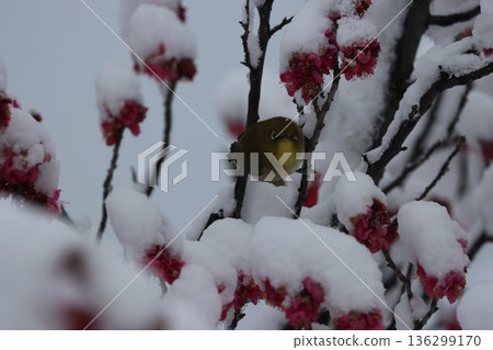 <Hiratsuka City General Park> A collaboration of snow, plum blossoms, and Japanese white-eyes <Hiratsuka City General Park> A collaboration of snow, plum blossoms, and Japanese white-eyes 136299170