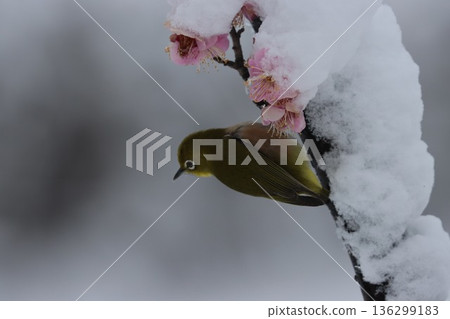 平塚市綜合公園 雪、梅花及繡眼魚的交相輝映 136299183