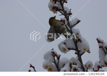 平塚市綜合公園 雪、梅花及繡眼魚的交相輝映 平塚市綜合公園 雪、梅花及繡眼魚的交相輝映 136299184