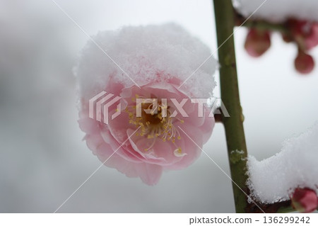 <Hiratsuka City General Park> A collaboration of snow and plum blossoms <Hiratsuka City General Park> A collaboration of snow and plum blossoms 136299242