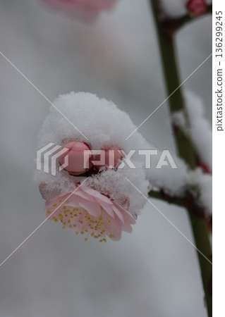 <Hiratsuka City General Park> A collaboration of snow and plum blossoms <Hiratsuka City General Park> A collaboration of snow and plum blossoms 136299245