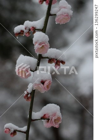 <Hiratsuka City General Park> A collaboration of snow and plum blossoms <Hiratsuka City General Park> A collaboration of snow and plum blossoms 136299247