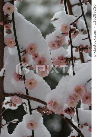 <Hiratsuka City General Park> A collaboration of snow and plum blossoms <Hiratsuka City General Park> A collaboration of snow and plum blossoms 136299250