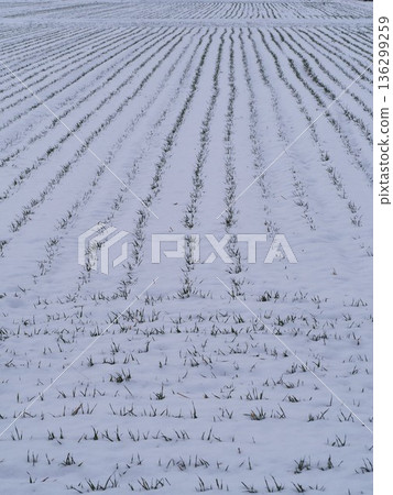 積雪覆蓋的麥田 136299259