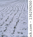 積雪覆蓋的麥田 136299260