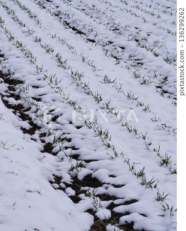 Snow-covered wheat field 136299262