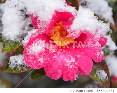 Red rose blooming in the snow 136299274
