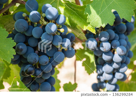 Bunche of black wine grapes in sunny weather on the vineyard. Summer harvest for nature background. 136299284