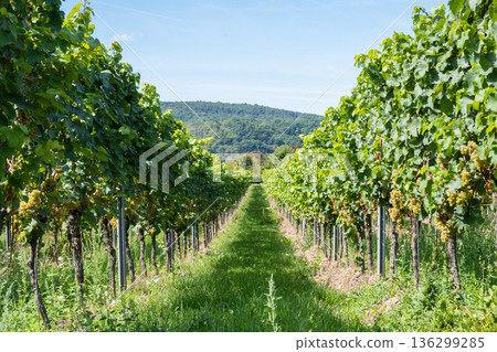 Vineyard in Europe in summer harvest. Large bunches of red wine grapes in sunny weather. Nature background. Vineyard in Europe in summer harvest. Large bunches of red wine grapes in sunny weather. Nature background. 136299285