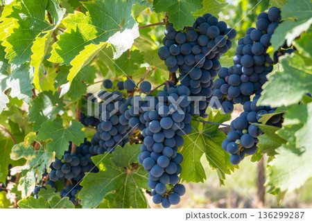 Bunche of black wine grapes in sunny weather on the vineyard. Summer harvest for nature background. 136299287