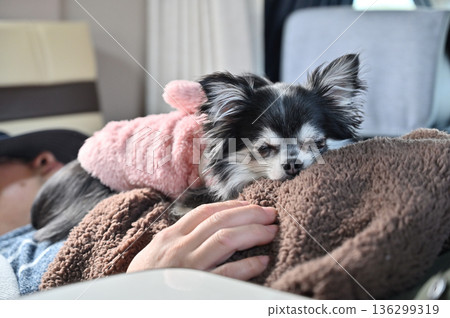 Chihuahua sleeping comfortably on man's stomach, camper van, car camping Chihuahua sleeping comfortably on man's stomach, camper van, car camping 136299319