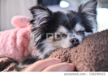 吉娃娃舒服地睡在男人的肚子上，露營車，開車露營 136299322