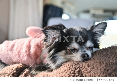 吉娃娃舒服地睡在男人的肚子上,露營車,開車露營 吉娃娃舒服地睡在男人的肚子上,露營車,開車露營 136299325