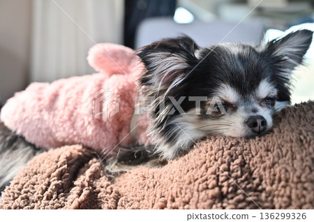 Chihuahua sleeping comfortably on man's stomach, camper van, car camping 136299326