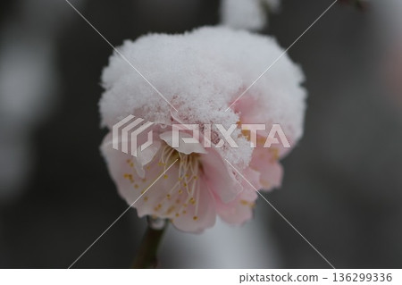 平塚市綜合公園 雪與梅花的交相輝映 平塚市綜合公園 雪與梅花的交相輝映 136299336