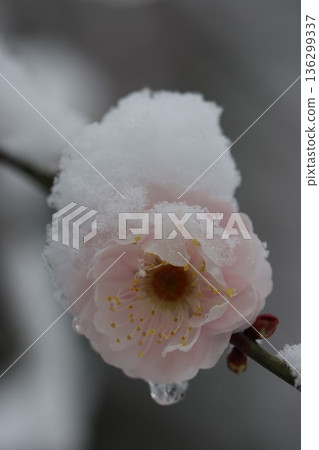 <Hiratsuka City General Park> A collaboration of snow and plum blossoms <Hiratsuka City General Park> A collaboration of snow and plum blossoms 136299337