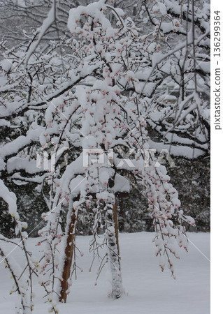 平塚市綜合公園 雪與梅花的交相輝映 平塚市綜合公園 雪與梅花的交相輝映 136299364