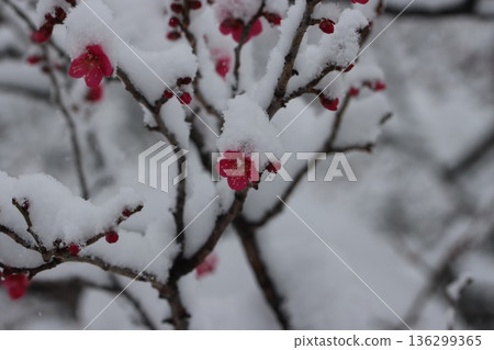 平塚市綜合公園 雪與梅花的交相輝映 136299365