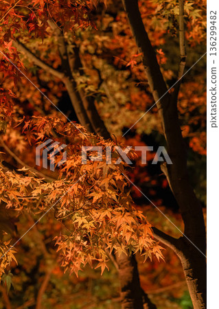 Autumn leaves illuminated at night at Yushien Garden on Daikon Island in Yatsuka Town, Matsue City, Shimane Prefecture, Japan Autumn leaves illuminated at night at Yushien Garden on Daikon Island in Yatsuka Town, Matsue City, Shimane Prefecture, Japan 136299482