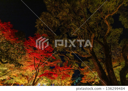 Autumn leaves illuminated at night at Yushien Garden on Daikon Island in Yatsuka Town, Matsue City, Shimane Prefecture, Japan 136299484