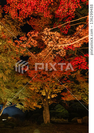 Autumn leaves illuminated at night at Yushien Garden on Daikon Island in Yatsuka Town, Matsue City, Shimane Prefecture, Japan Autumn leaves illuminated at night at Yushien Garden on Daikon Island in Yatsuka Town, Matsue City, Shimane Prefecture, Japan 136299488