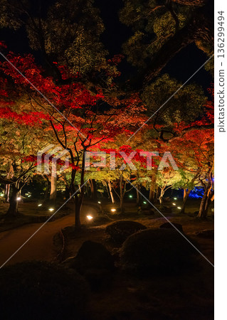 日本島根縣松江市八塚町大根島上的遊子園,秋葉在夜色中被燈光照亮。 日本島根縣松江市八塚町大根島上的遊子園,秋葉在夜色中被燈光照亮。 136299494