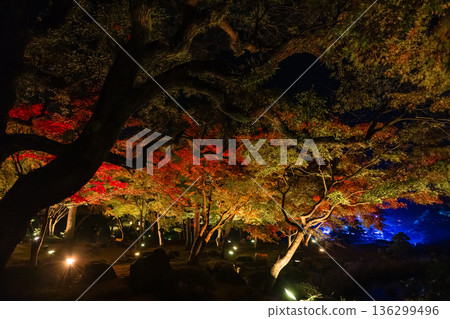 日本島根縣松江市八塚町大根島上的遊子園,秋葉在夜色中被燈光照亮。 日本島根縣松江市八塚町大根島上的遊子園,秋葉在夜色中被燈光照亮。 136299496