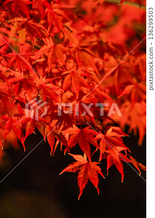 Autumn leaves illuminated at night at Yushien Garden on Daikon Island in Yatsuka Town, Matsue City, Shimane Prefecture, Japan Autumn leaves illuminated at night at Yushien Garden on Daikon Island in Yatsuka Town, Matsue City, Shimane Prefecture, Japan 136299503