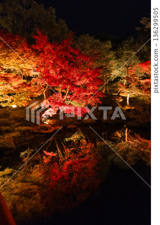 Autumn leaves illuminated at night at Yushien Garden on Daikon Island in Yatsuka Town, Matsue City, Shimane Prefecture, Japan Autumn leaves illuminated at night at Yushien Garden on Daikon Island in Yatsuka Town, Matsue City, Shimane Prefecture, Japan 136299505