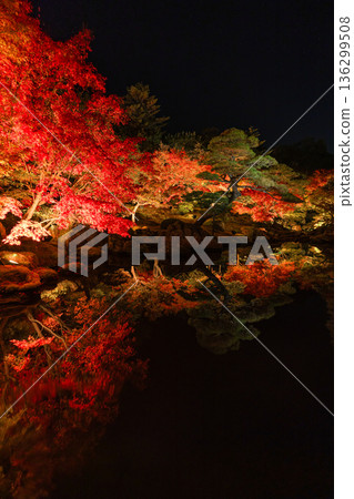 日本島根縣松江市八塚町大根島上的遊子園,秋葉在夜色中被燈光照亮。 日本島根縣松江市八塚町大根島上的遊子園,秋葉在夜色中被燈光照亮。 136299508