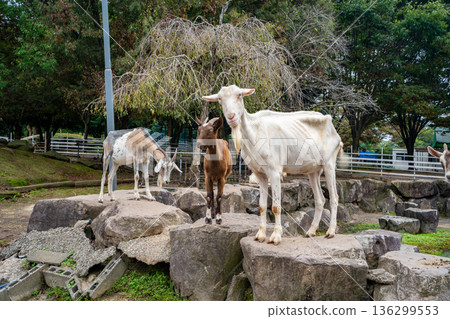 奧亞馬湯姆·索亞牧場的山羊 136299553