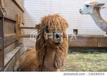 奧亞馬湯姆·索亞牧場的羊駝 136299554