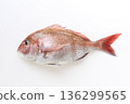 Red snapper with white background 136299565