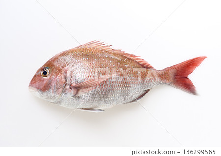 Red snapper with white background Red snapper with white background 136299565