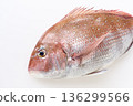 Red snapper with white background 136299566