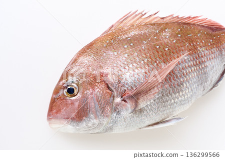 紅鯛魚有白色背景 136299566