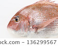 Red snapper with white background 136299567