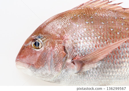 紅鯛魚有白色背景 136299567