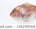 Red snapper with white background 136299568
