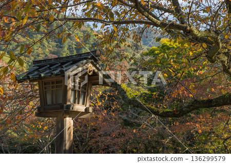 日本島根縣出雲市大社町出雲大社東御苑的秋葉 136299579