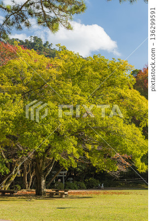 日本島根縣出雲市大社町出雲大社東庭景色 136299591