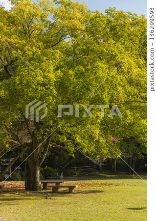 日本島根縣出雲市大社町出雲大社東庭景色 日本島根縣出雲市大社町出雲大社東庭景色 136299593