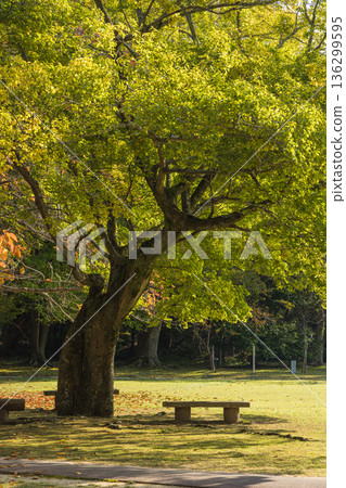 日本島根縣出雲市大社町出雲大社東庭景色 日本島根縣出雲市大社町出雲大社東庭景色 136299595