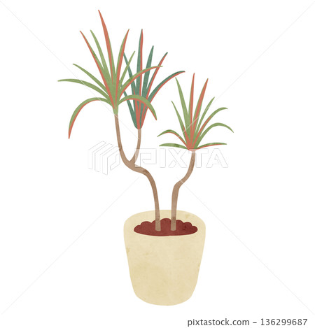 Dracaena concinna Rainbow potted plant, watercolor hand-drawn illustration Dracaena concinna Rainbow potted plant, watercolor hand-drawn illustration 136299687