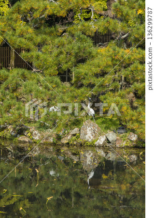 日本島根縣出雲市大社町出雲大社的鏡池 日本島根縣出雲市大社町出雲大社的鏡池 136299787